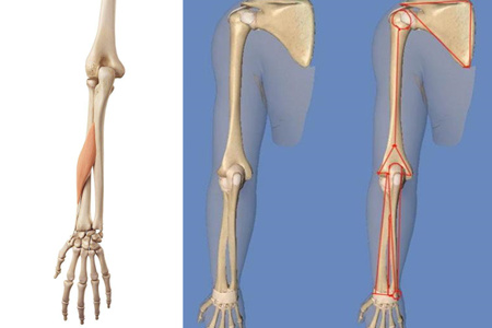 竞博APP下载注册：【图】有趣的人体手臂骨骼结构图让你更加了解自己的身体(图3)