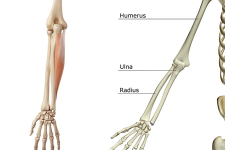 竞博APP下载注册：【图】有趣的人体手臂骨骼结构图让你更加了解自己的身体(图2)