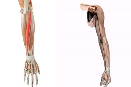竞博APP下载注册：【图】有趣的人体手臂骨骼结构图让你更加了解自己的身体(图1)