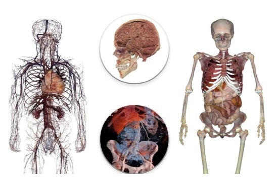 竞博APP下载注册：VR 应用《 Anatomage VR 》发布提供专业医学解剖知识(图1)