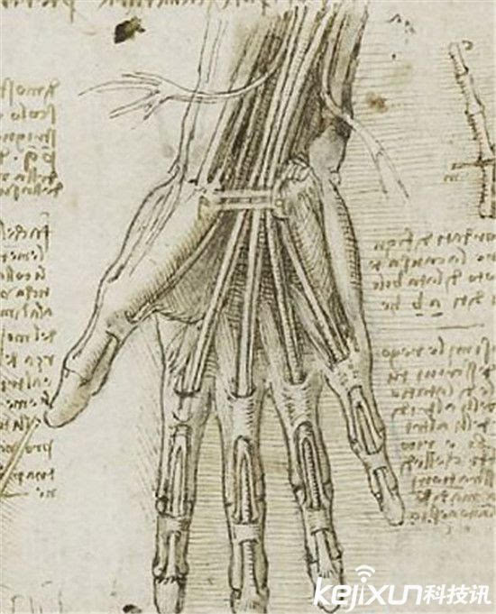 竞博APP下载注册：遗失百年的达芬奇人体解剖组图!(图1)