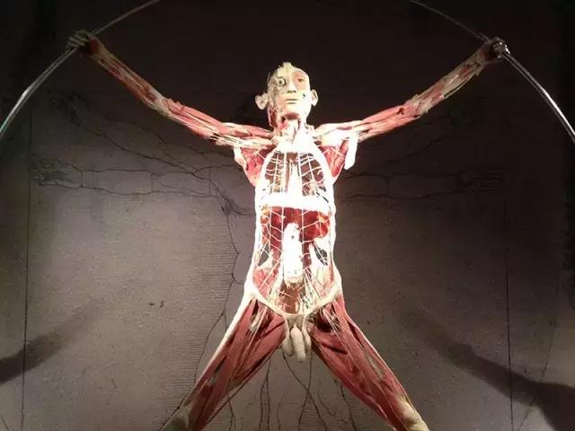 竞博APP：米兰人体解剖展献给热爱“身体”的你(图2)